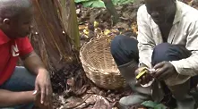 Видео: Производители на какао опитват шоколад за първи път
