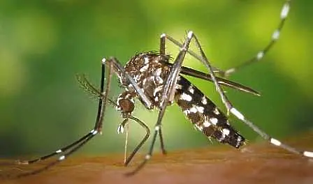 Опасен вид комари открити в Бургас