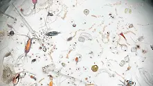 Капка морска вода под микроскоп