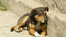 Екоравновесие: Софиянци тровят редовно уличните кучета