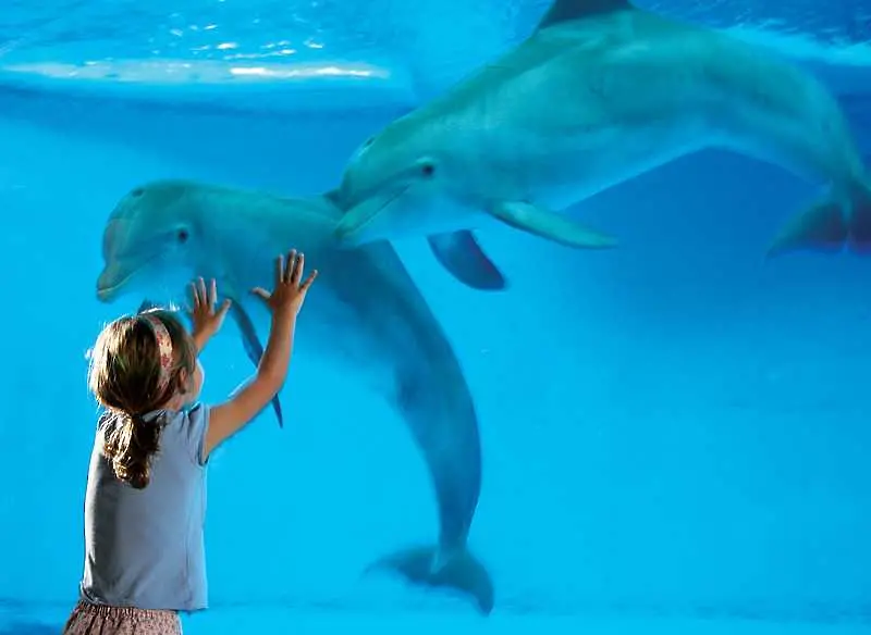 Делфини помагат на деца с опорно-двигателни проблеми