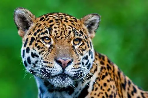 Убиха избягалия от ловешкия зоопарк ягуар
