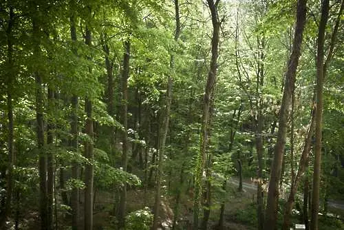 В България остават все по-малко стари гори