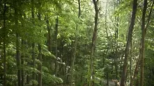 В България остават все по-малко стари гори