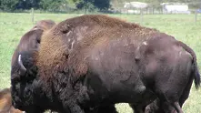 Женски бизон бере душа в Столичния зоопарк