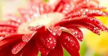 5 невероятно красиви клипа с цветя, които ще пленят сетивата ви