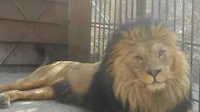 Изнасяме лъвове, тигри и ягуари за Южна Африка