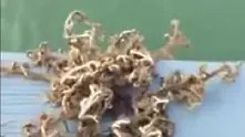 Рибар улови странно същество, обяви го за извънземно (видео)