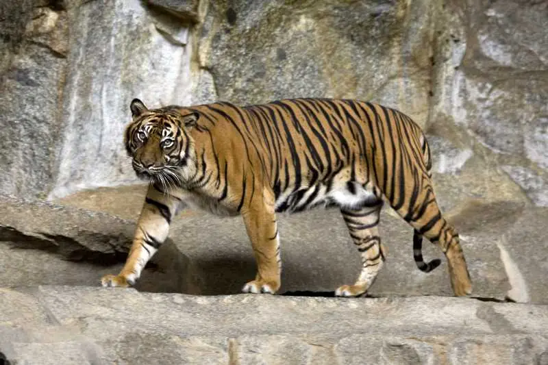 Тигър избяга от клетката си в столичния зоопарк