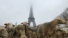 Френски фермери докараха 200 овце пред Айфеловата кула