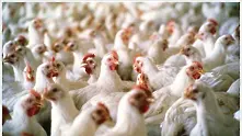 Агенцията по храните откри пилешко филе, наблъскано с вода