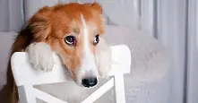 Видео компилация: Най-смешните виновни кучета за 2014 г.