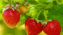 Испания търси 350 берачки на ягоди