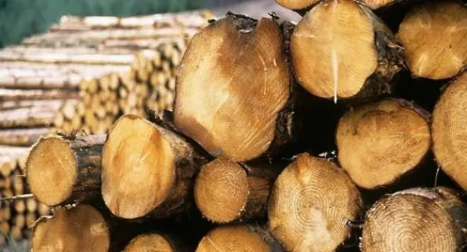 Забраняват износа на дървесина