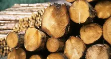 Забраняват износа на дървесина