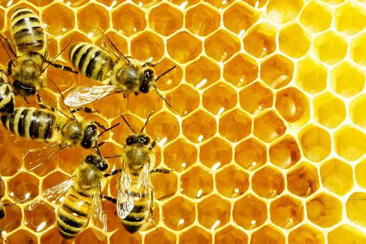 В Странджа измират пчелите, пчелари искат финансова помощ