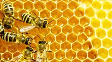 В Странджа измират пчелите, пчелари искат финансова помощ