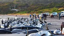Масово самоубийство на делфини-гринди