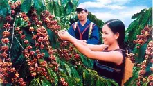 Виетнам стана вторият най-голям износител на кафе