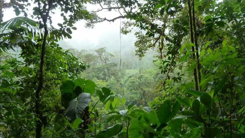 Амазонските гори поемат все по-малко въглероден двуокис