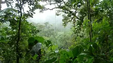 Амазонските гори поемат все по-малко въглероден двуокис