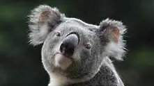 В Австралия бяха убити 686 коали