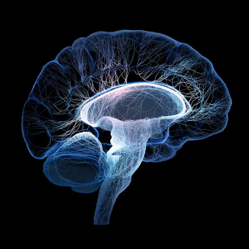 Учени: Някои части на мозъка съзряват след 50-годишна възраст