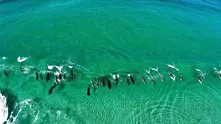 100 делфина „сърфират“ на вълните край Австралия (видео)