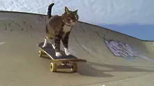 Котка скейтбордист в реклама на GoPro (видео)