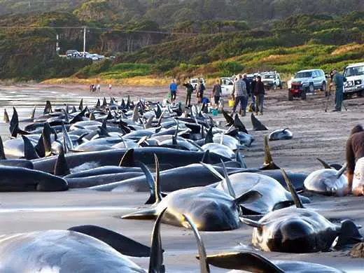 Масово самоубийство на делфини в Япония