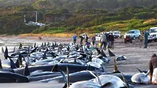 Масово самоубийство на делфини в Япония