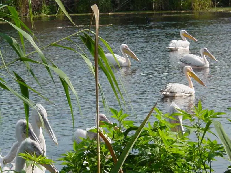 Още 6 мъртви пеликани в Сребърна