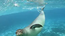 Размяна на ролите: Тюлени са започнали да нападат големи акули