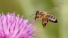 Учени предполагат, че са открили виновника за измирането на медоносната пчела