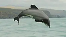 Най-дребният делфин заплашен от изчезване