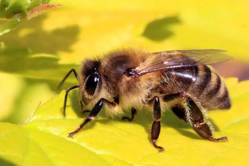 „Грийнпийс“ припомня значението на пчелите в България