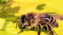 „Грийнпийс“ припомня значението на пчелите в България