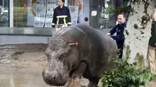 Буря взе жертви в Тбилиси, животни избягаха от зоопарка в града 