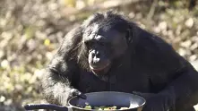 И шимпанзетата имат способности да готвят