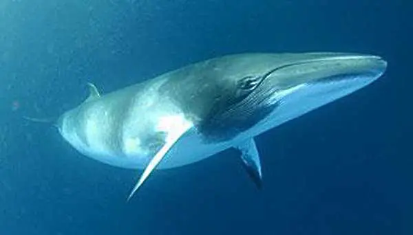 Памела Андерсън моли Путин да спасява китове 