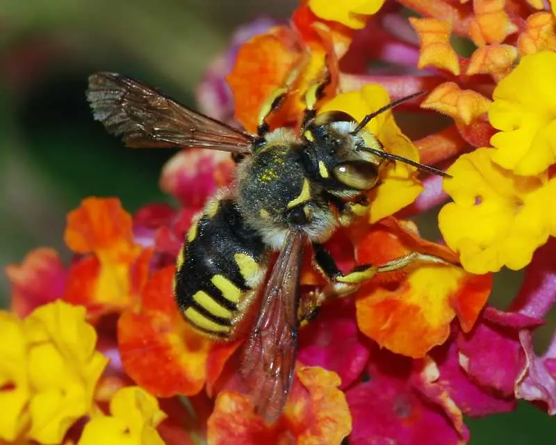 Изчезването на пчелите е катастрофа за човечеството