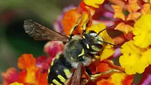 Изчезването на пчелите е катастрофа за човечеството