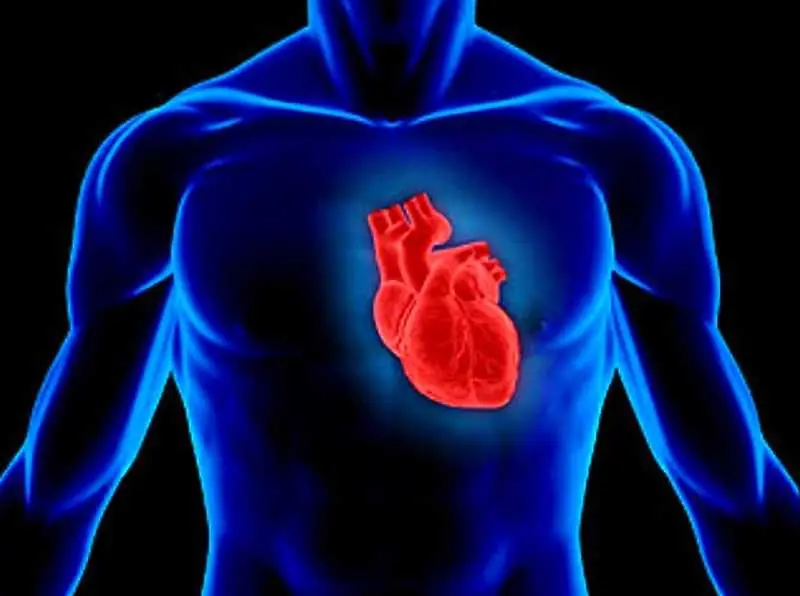 Учени успяха да измерят магнитното поле на сърцето
