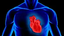 Учени успяха да измерят магнитното поле на сърцето