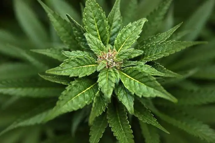Чили легализира марихуаната
