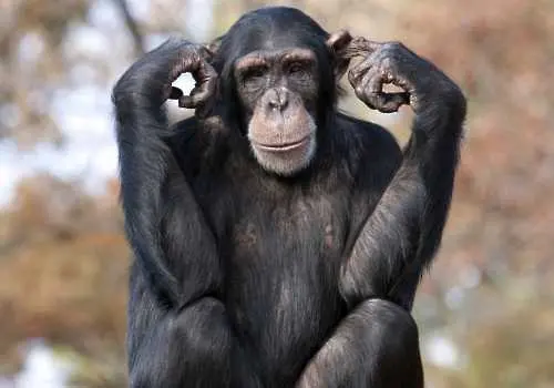 Учени: Човешката ръка е по-примитивна от тази на шимпанзето