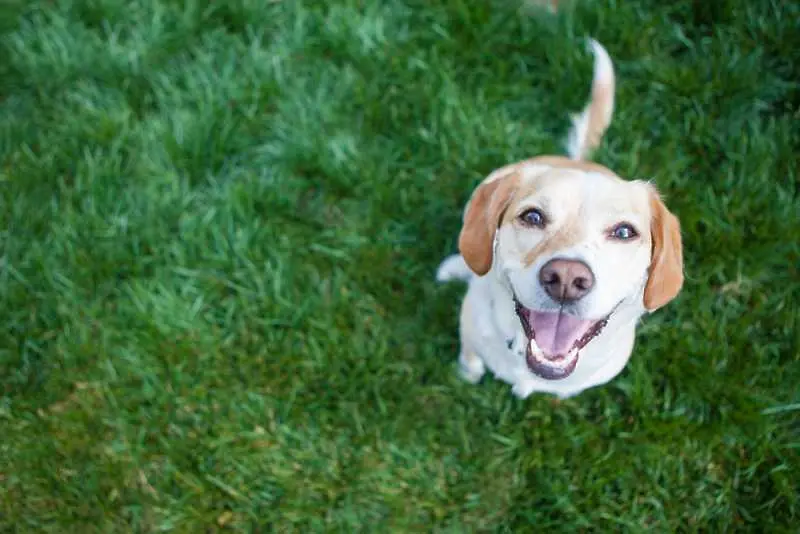 Българско мобилно приложение среща собственици на домашни кучета
