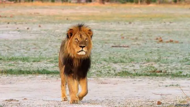 Бракониер уби един от най-известните лъвове на Зимбабве