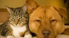 Испанска община обяви гражданско равноправие за кучетата и котките