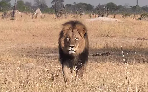 Белият дом гледа петиция за екстрадиране на убиеца на лъва Сесил